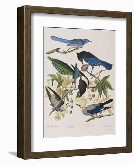 Illustration from 'Birds of America', 1827-38-John James Audubon-Framed Giclee Print