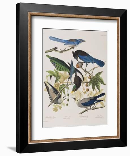 Illustration from 'Birds of America', 1827-38-John James Audubon-Framed Giclee Print