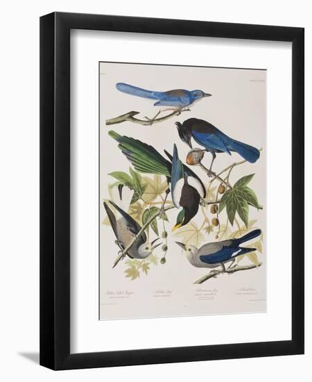 Illustration from 'Birds of America', 1827-38-John James Audubon-Framed Giclee Print