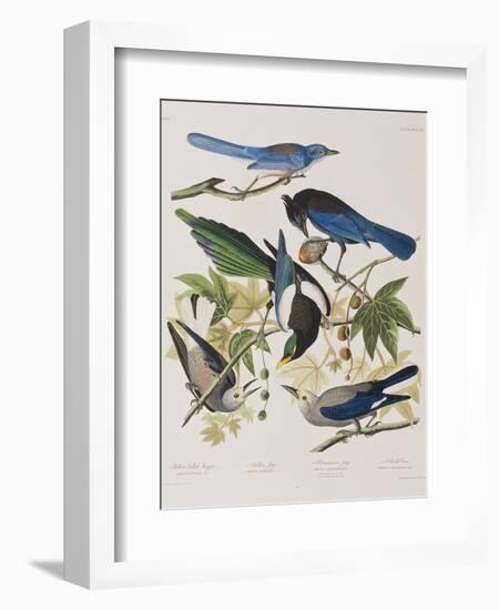 Illustration from 'Birds of America', 1827-38-John James Audubon-Framed Giclee Print