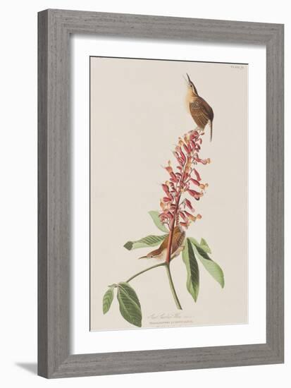 Illustration from 'Birds of America', 1827-38-John James Audubon-Framed Giclee Print