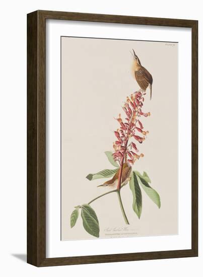 Illustration from 'Birds of America', 1827-38-John James Audubon-Framed Giclee Print