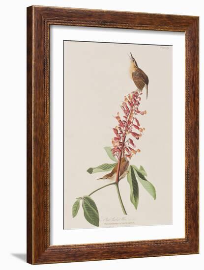 Illustration from 'Birds of America', 1827-38-John James Audubon-Framed Giclee Print