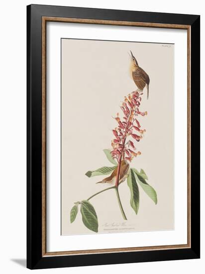 Illustration from 'Birds of America', 1827-38-John James Audubon-Framed Giclee Print