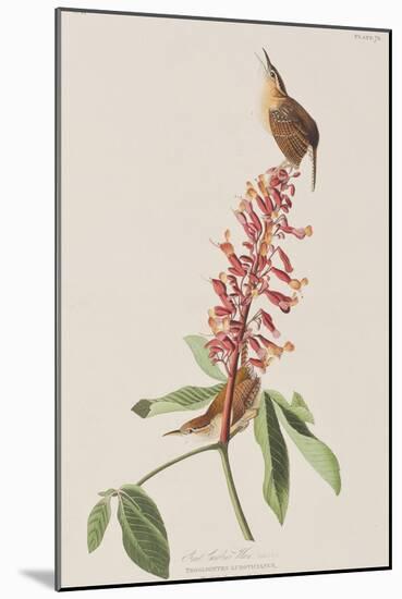 Illustration from 'Birds of America', 1827-38-John James Audubon-Mounted Giclee Print