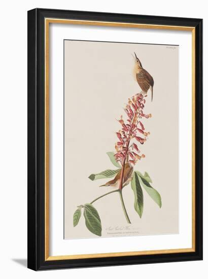 Illustration from 'Birds of America', 1827-38-John James Audubon-Framed Giclee Print