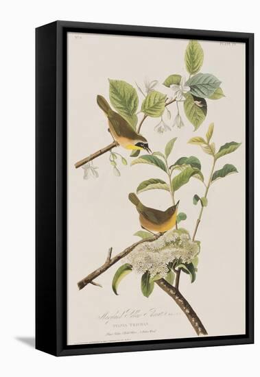 Illustration from 'Birds of America', 1827-38-John James Audubon-Framed Premier Image Canvas