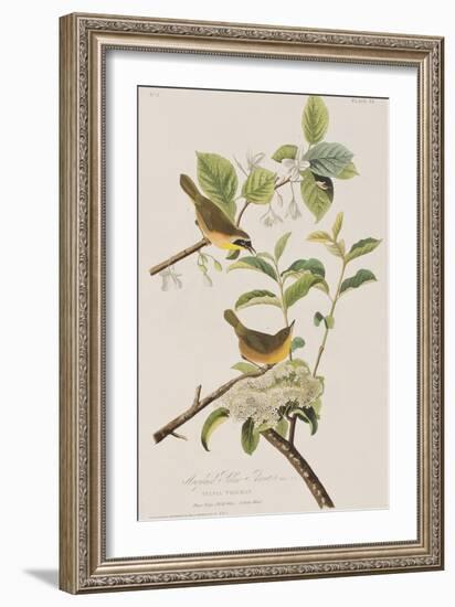 Illustration from 'Birds of America', 1827-38-John James Audubon-Framed Giclee Print