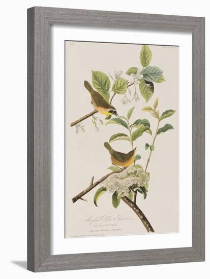 Illustration from 'Birds of America', 1827-38-John James Audubon-Framed Giclee Print