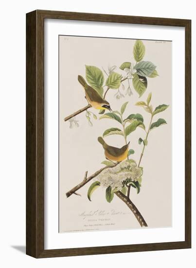 Illustration from 'Birds of America', 1827-38-John James Audubon-Framed Giclee Print