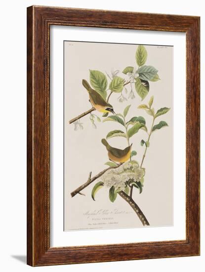 Illustration from 'Birds of America', 1827-38-John James Audubon-Framed Giclee Print