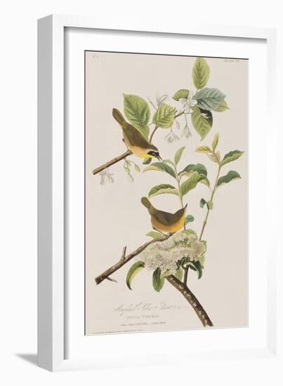 Illustration from 'Birds of America', 1827-38-John James Audubon-Framed Giclee Print