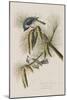 Illustration from 'Birds of America', 1827-38-John James Audubon-Mounted Giclee Print