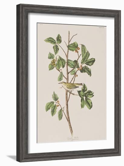 Illustration from 'Birds of America', 1827-38-John James Audubon-Framed Giclee Print