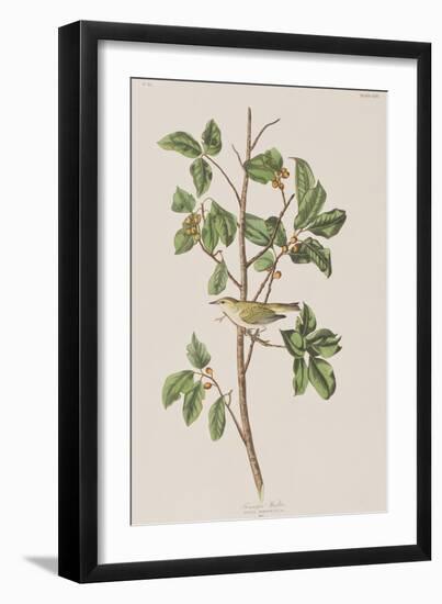 Illustration from 'Birds of America', 1827-38-John James Audubon-Framed Giclee Print