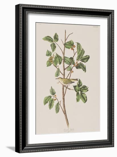 Illustration from 'Birds of America', 1827-38-John James Audubon-Framed Giclee Print