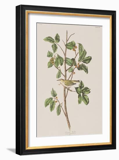 Illustration from 'Birds of America', 1827-38-John James Audubon-Framed Giclee Print