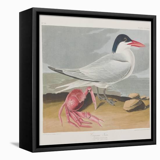 Illustration from 'Birds of America', 1827-38-John James Audubon-Framed Premier Image Canvas