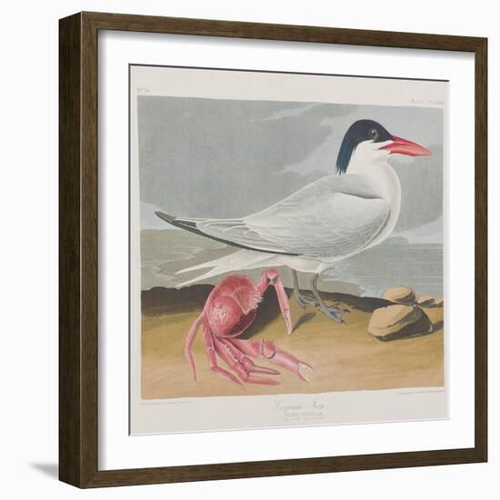 Illustration from 'Birds of America', 1827-38-John James Audubon-Framed Giclee Print