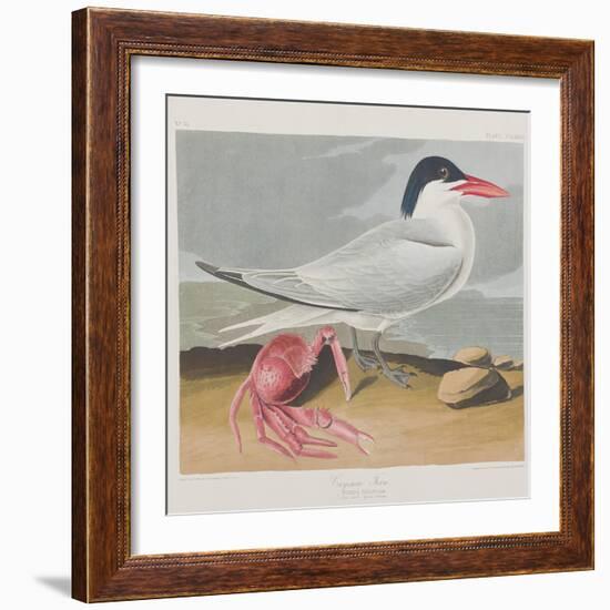 Illustration from 'Birds of America', 1827-38-John James Audubon-Framed Giclee Print