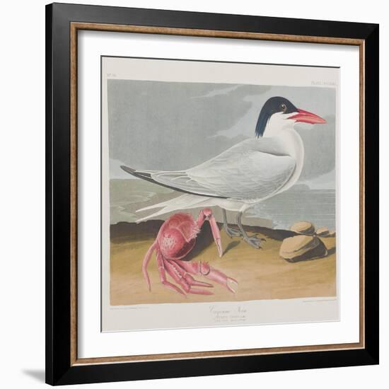 Illustration from 'Birds of America', 1827-38-John James Audubon-Framed Giclee Print