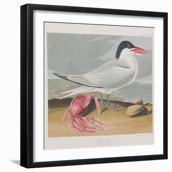 Illustration from 'Birds of America', 1827-38-John James Audubon-Framed Giclee Print