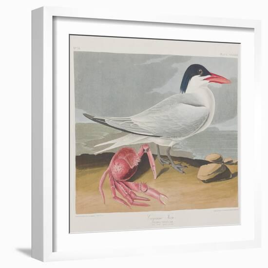 Illustration from 'Birds of America', 1827-38-John James Audubon-Framed Giclee Print