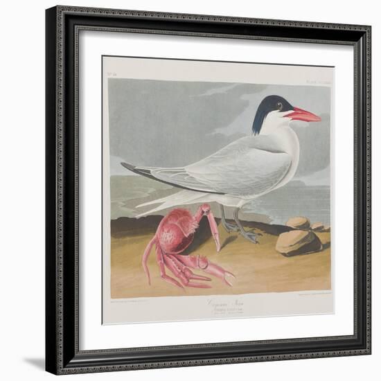 Illustration from 'Birds of America', 1827-38-John James Audubon-Framed Giclee Print