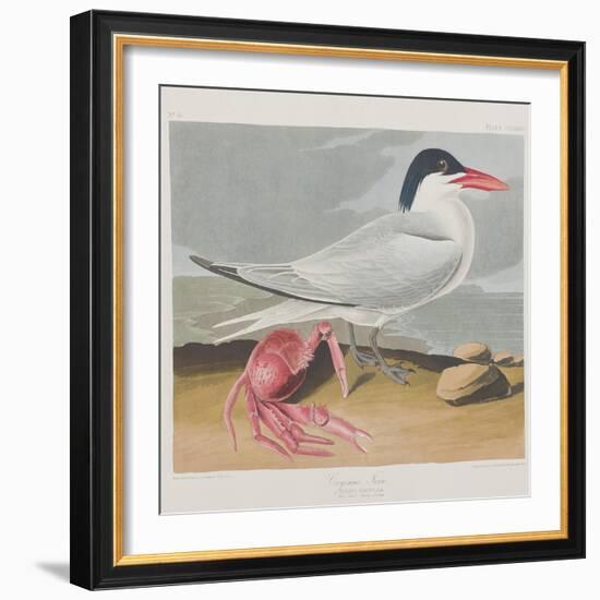 Illustration from 'Birds of America', 1827-38-John James Audubon-Framed Giclee Print