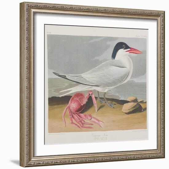 Illustration from 'Birds of America', 1827-38-John James Audubon-Framed Premium Giclee Print