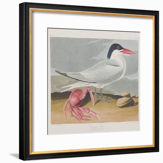 Illustration from 'Birds of America', 1827-38-John James Audubon-Framed Premium Giclee Print