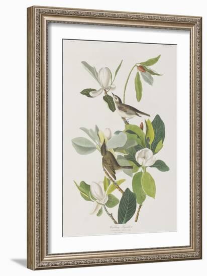 Illustration from 'Birds of America', 1827-38-John James Audubon-Framed Giclee Print