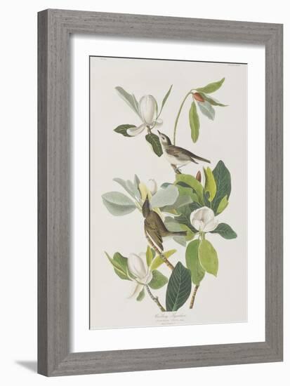 Illustration from 'Birds of America', 1827-38-John James Audubon-Framed Giclee Print