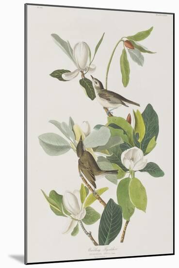 Illustration from 'Birds of America', 1827-38-John James Audubon-Mounted Giclee Print