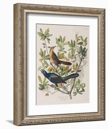 Illustration from 'Birds of America', 1827-38-John James Audubon-Framed Giclee Print