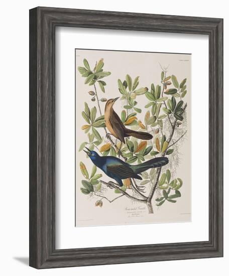 Illustration from 'Birds of America', 1827-38-John James Audubon-Framed Giclee Print