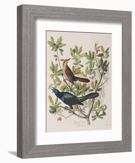 Illustration from 'Birds of America', 1827-38-John James Audubon-Framed Giclee Print