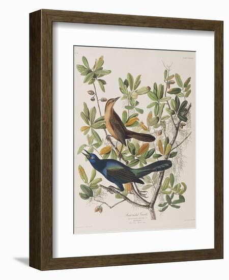 Illustration from 'Birds of America', 1827-38-John James Audubon-Framed Giclee Print