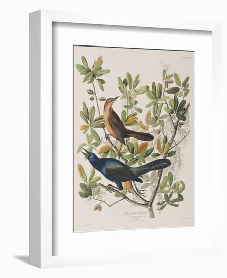 Illustration from 'Birds of America', 1827-38-John James Audubon-Framed Giclee Print