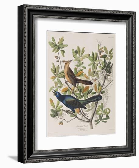 Illustration from 'Birds of America', 1827-38-John James Audubon-Framed Giclee Print