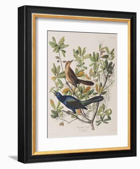 Illustration from 'Birds of America', 1827-38-John James Audubon-Framed Giclee Print