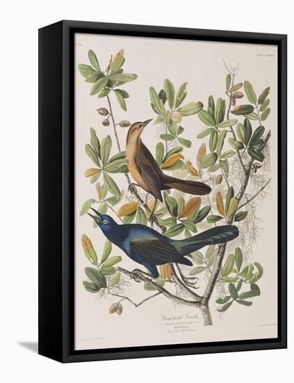 Illustration from 'Birds of America', 1827-38-John James Audubon-Framed Premier Image Canvas