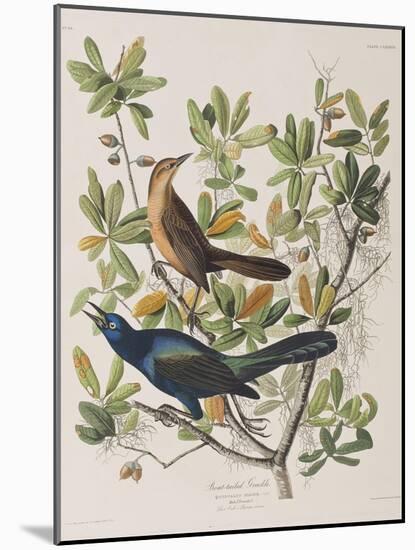 Illustration from 'Birds of America', 1827-38-John James Audubon-Mounted Giclee Print