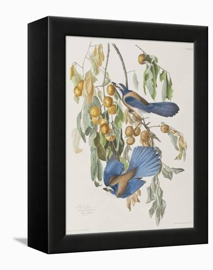 Illustration from 'Birds of America', 1827-38-John James Audubon-Framed Premier Image Canvas