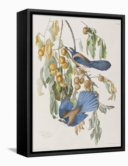 Illustration from 'Birds of America', 1827-38-John James Audubon-Framed Premier Image Canvas