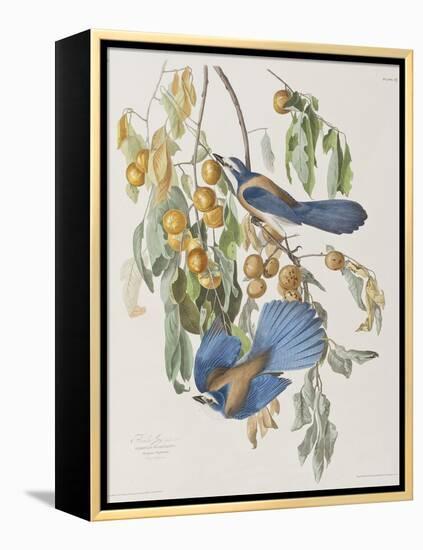 Illustration from 'Birds of America', 1827-38-John James Audubon-Framed Premier Image Canvas