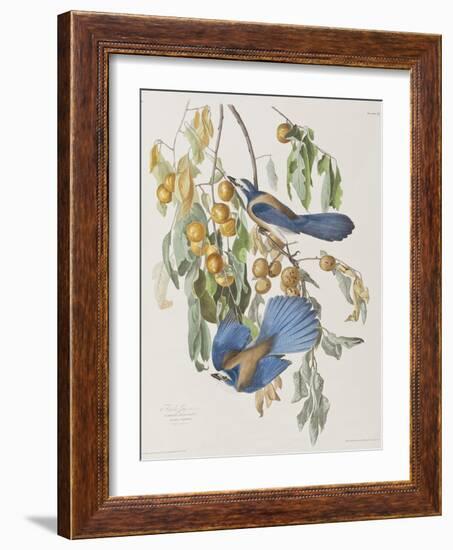 Illustration from 'Birds of America', 1827-38-John James Audubon-Framed Giclee Print