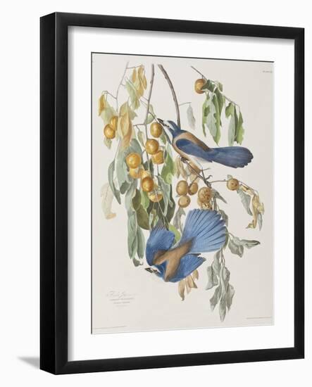 Illustration from 'Birds of America', 1827-38-John James Audubon-Framed Giclee Print