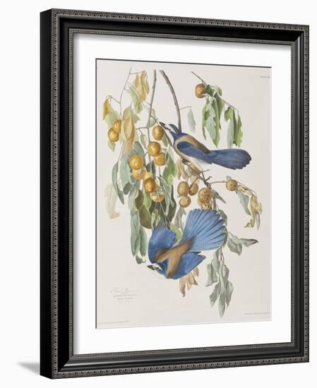 Illustration from 'Birds of America', 1827-38-John James Audubon-Framed Giclee Print