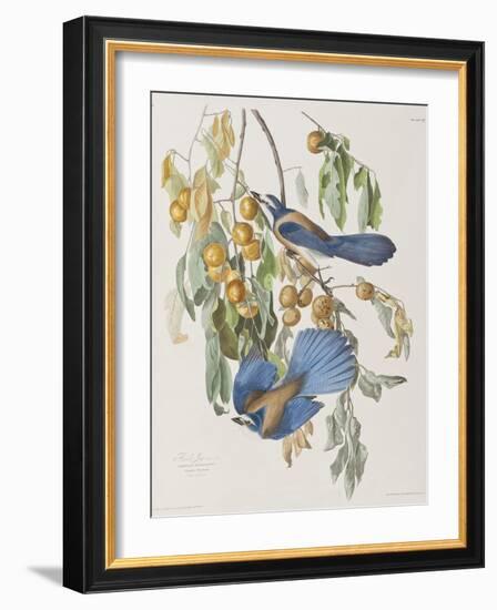 Illustration from 'Birds of America', 1827-38-John James Audubon-Framed Giclee Print